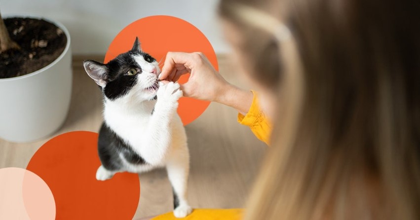 Whisker Wisdom: Unlocking the Secrets to Training Your Cat